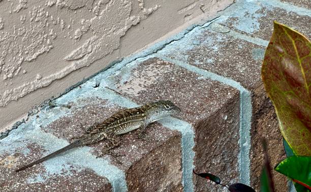 istock A brown anole lizard, that lost its tail, is resting on a brick ledge next to a plant in Florida. 2166311894