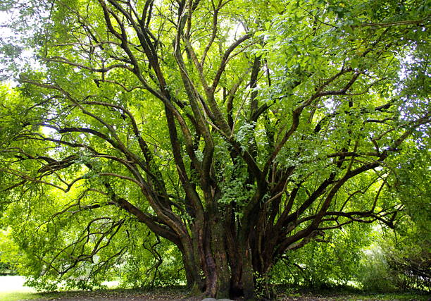 Un grand arbre ancien avec des feuilles vertes, en Irlande