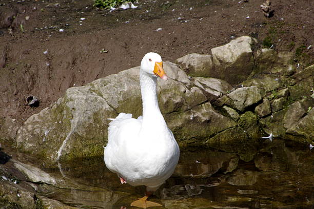 Un oie blanche sur un rocher, à Cahir, en Irlande