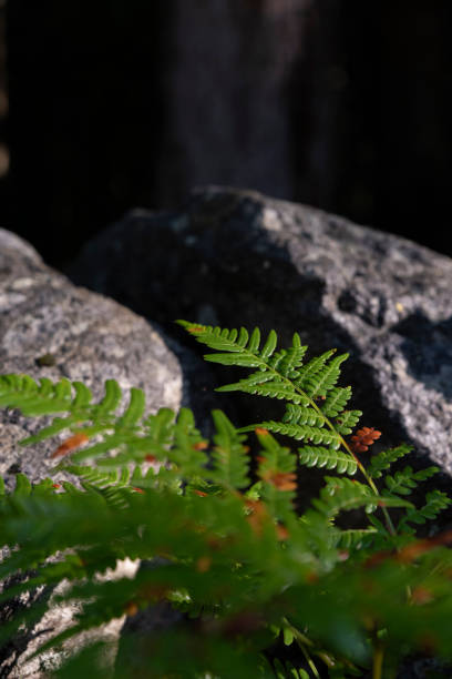 Fern in the morning with rocks in the background in the sunlight