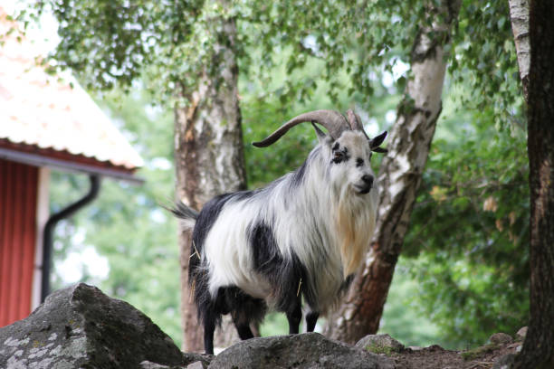 istock A goat standing proudly on his domain 2166313200