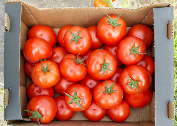 istock Freshly picked organically grown tomatoes in a box. 2166315565