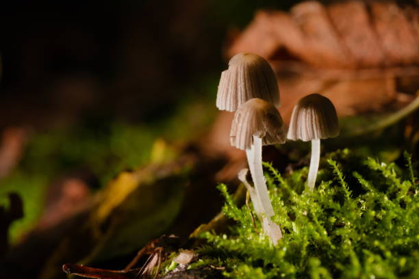 istock closeup of mushrooms on moss with leaf 2166315787