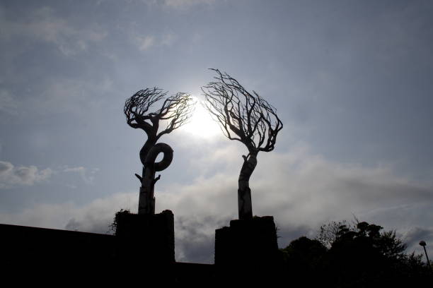 Deux arbres et la lumière du soleil, à contrejour, en Irlande