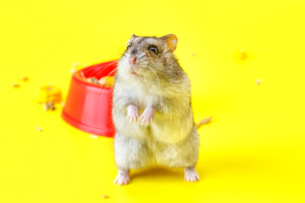 A small, fluffy hamster peeks over the rim of a clean white mug, sitting on a wooden table. This charming scene conveys coziness, curiosity, and domestic charm, perfect for family, lifestyle, and pet-themed stock uses. Great for lighthearted campaigns, blogs, and social media visuals.