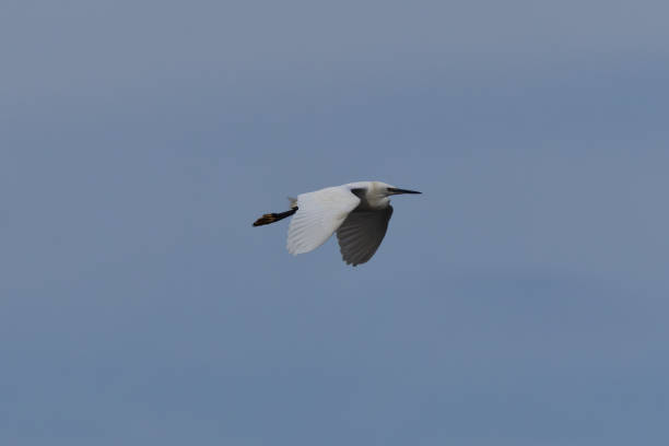 istock Little Egret (Egretta garzetta) at Swords Estuary, Dublin, Ireland 2166318932