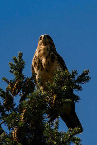 istock White-throated hawk (Buteo albigula) sitting on top of a tree 2166321155