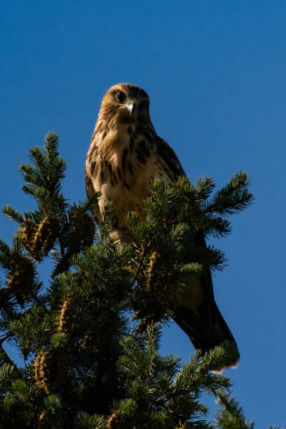 istock White-throated hawk (Buteo albigula) sitting on top of a tree 2166321165