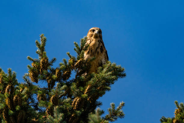 istock White-throated hawk (Buteo albigula) sitting on top of a tree 2166321182