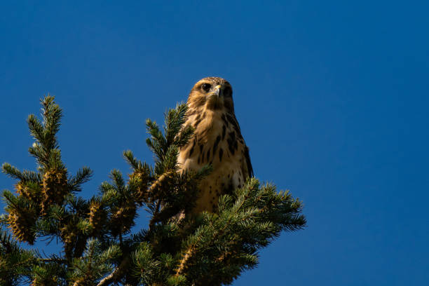 istock White-throated hawk (Buteo albigula) sitting on top of a tree 2166321189