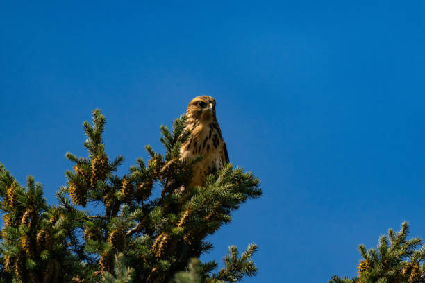 istock White-throated hawk (Buteo albigula) sitting on top of a tree 2166321200