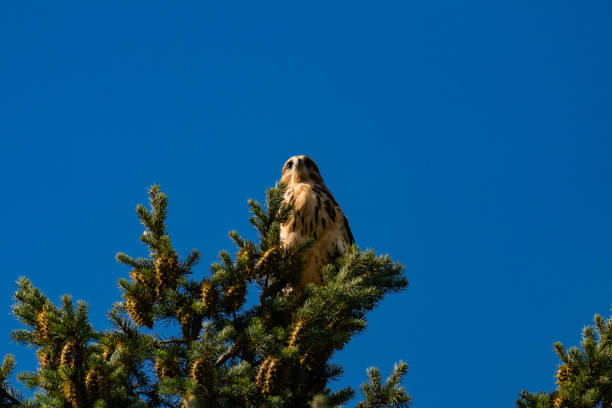istock White-throated hawk (Buteo albigula) sitting on top of a tree 2166321203