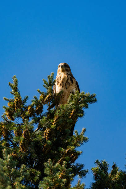 istock White-throated hawk (Buteo albigula) sitting on top of a tree 2166321241