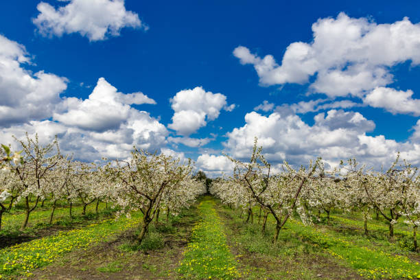 Blossoming apple trees in an orchard, close-up, Kressbronn am Bodensee, Baden-Wuerttemberg, Germany