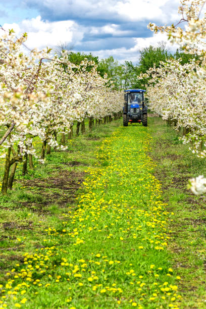 istock Apple fruit tree spraying with a tractor and agricultural machinery in summer.Blossoming trees in spring in rural scenery with deep blue sky.Spraying orchard to protect against disease and insects. 2166326156