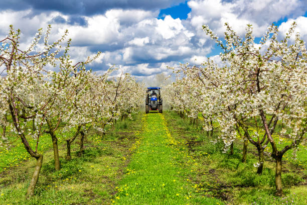 istock Apple fruit tree spraying with a tractor and agricultural machinery in summer.Blossoming trees in spring in rural scenery with deep blue sky.Spraying orchard to protect against disease and insects. 2166326165