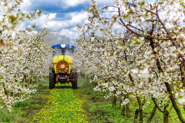 istock Apple fruit tree spraying with a tractor and agricultural machinery in summer.Blossoming trees in spring in rural scenery with deep blue sky.Spraying orchard to protect against disease and insects. 2166326171