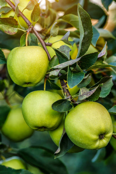 istock Green apples on a tree.Ripe Apples in the Apple Orchard before Harvesting. Apple orchard. Basket of Apples.Morning shot 2166326426