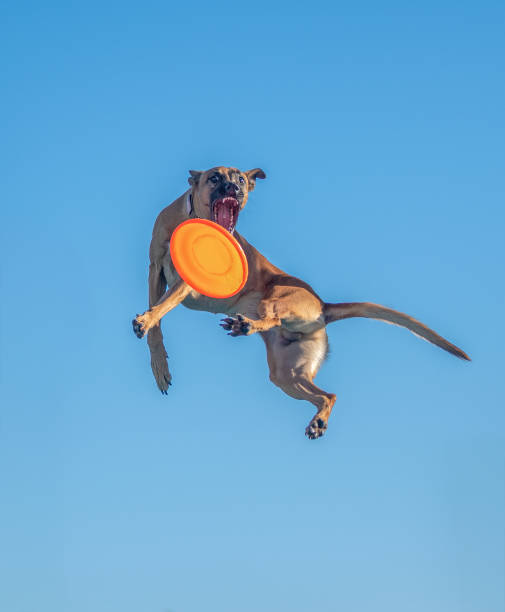 Mixed breed dog in the air against the blue sky catching a disc before landing in the pool