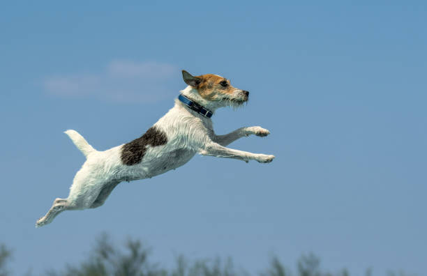 istock Jack Russell Terrier in the air after jumping off a dock 2166327181