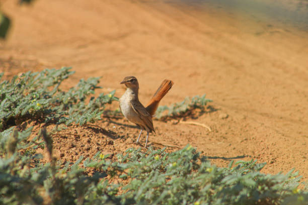 Scrub robin, Cercotrichas galactotes. Rufous-tailed bird perched on ground between green plant.