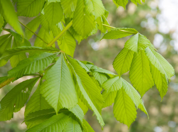 istock Horse Chestnut Tree (Aesculus hippocastanum) Fresh Leaves 2166327510