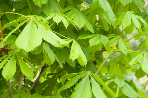 istock Horse Chestnut Tree (Aesculus hippocastanum) Fresh Leaves 2166328027