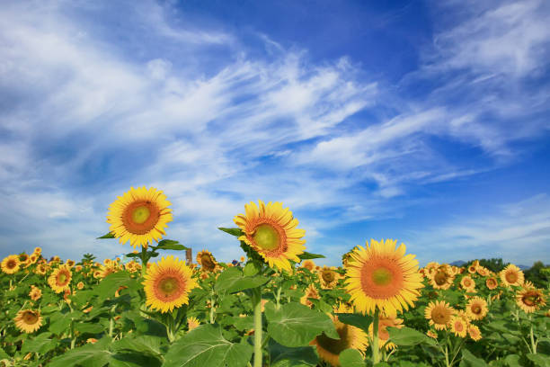Summer scenery of Gangju village in Haman-gun, Gyeongsangnam-do, Korea where sunflowers are blooming