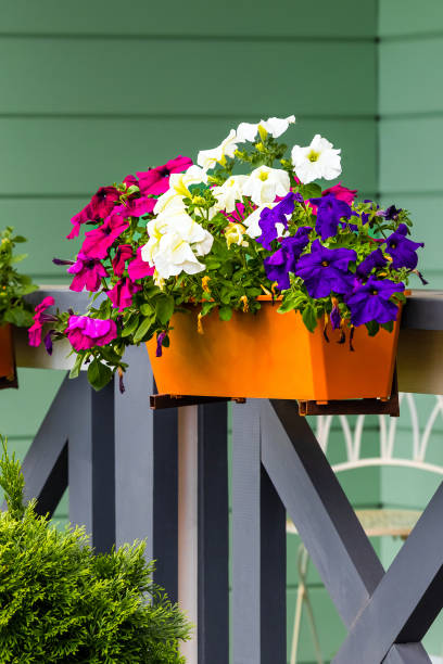 istock flowerpot pendant with multi-colored petunias, vertical photo 2166329335