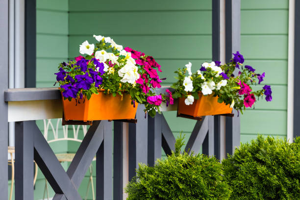 istock flowerpot pendant with multi-colored petunias, close-up. 2166329343