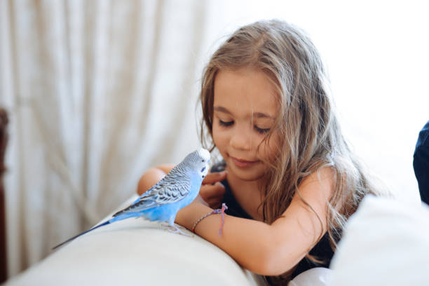 istock Young Girl Playing With Pet Budgerigar 2166331094