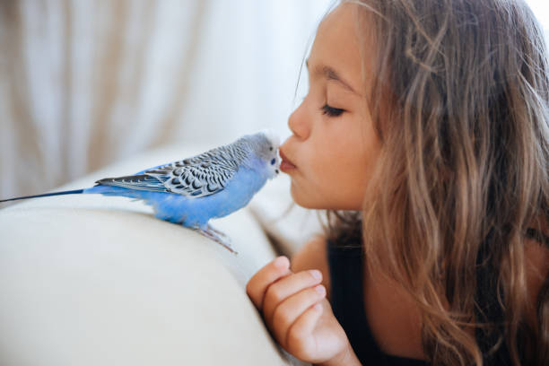 istock Young Girl Playing With Pet Budgerigar 2166331417