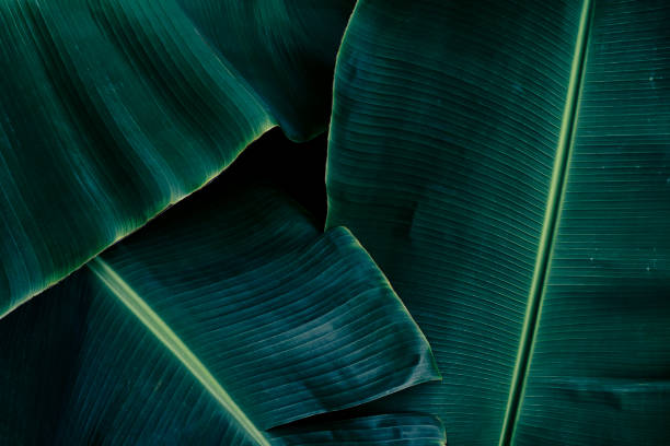istock tropical banana leaf, green nature background 2166332800