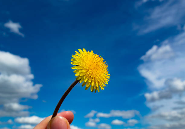 A yellow dandelion against a backdrop of clouds and a blue sky.