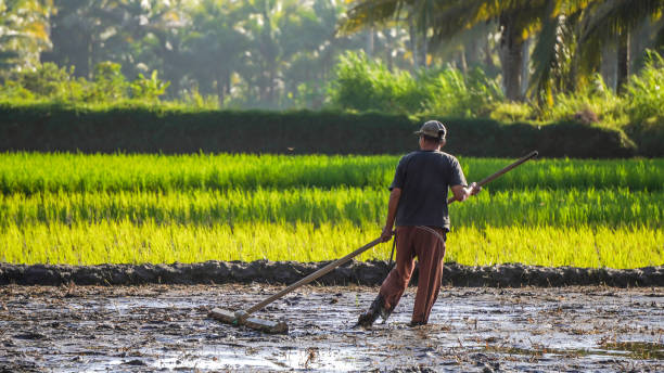 Pangandaran, Indonesia - July 14, 2024: An Indonesian farmers are plowing rice fields using traditional hand plow in Batukaras, Pangandaran, West Java Indonesia. Javanese Rural scene, paddy terrace in a village.