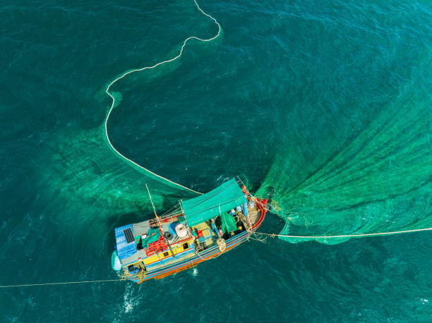 istock Netting anchovies 2166334287