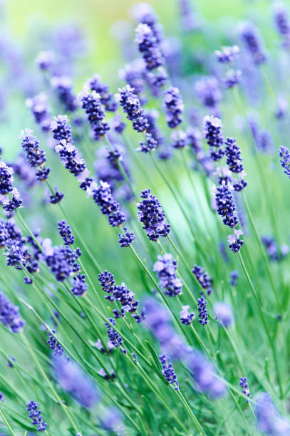 istock Nature background with spring flowers. Selective and soft focus. Close up. 2166334349