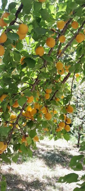istock Apricot tree fruits in rural area 2166334444