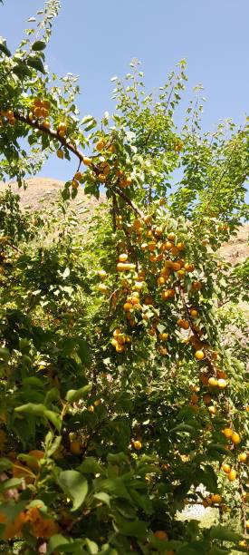 istock Apricot tree fruits in rural area 2166334692