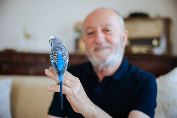 istock Senior Man Playing With Pet Budgerigar 2166336139