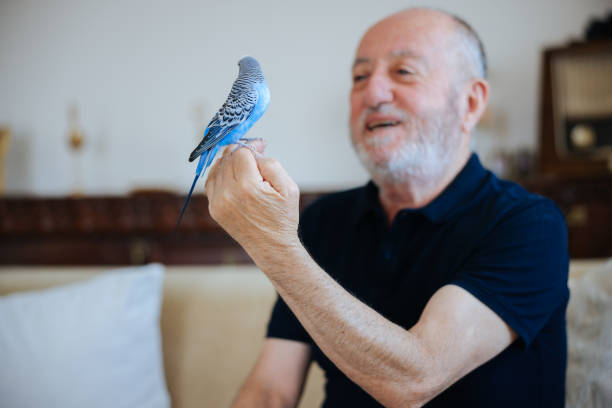 istock Senior Man Playing With Pet Budgerigar 2166336325