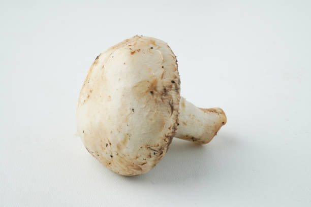 istock Champignon mushrooms isolated on white background, commonly known as white button or simply button mushrooms. Close up macro photography. 2166336363