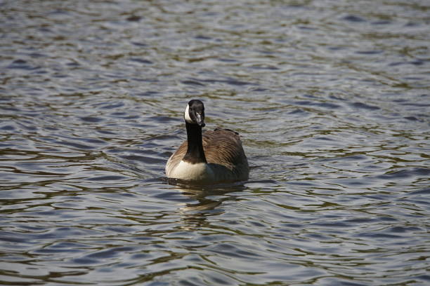 Just a Canada Goose enjoying a peaceful swim in tranquil waters.