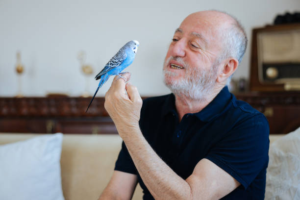 istock Senior Man Playing With Pet Budgerigar 2166336454