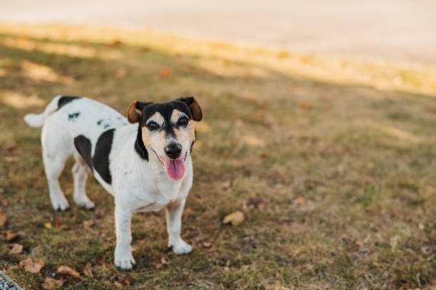 Cute dog portrait with copy-space