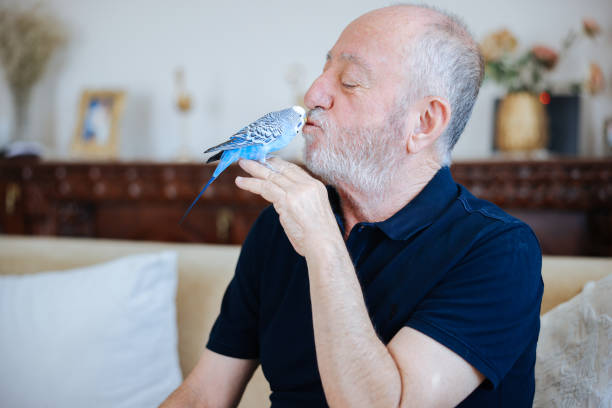 istock Senior Man Playing With Pet Budgerigar 2166336558