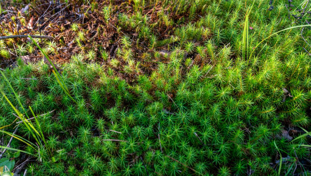 Moss in mixed forest next to one city in England (Wales, Scotland, Northern Ireland)
