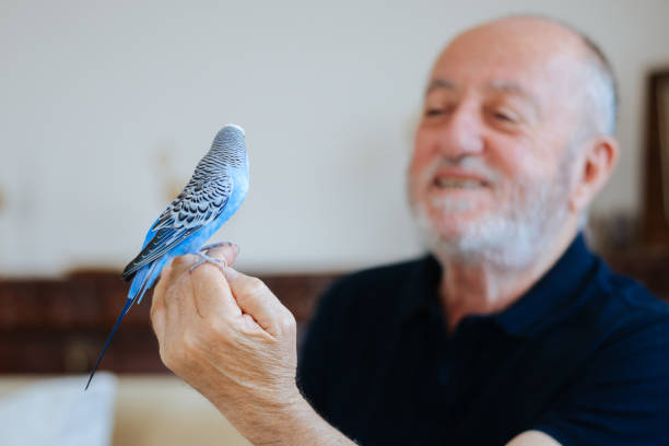istock Senior Man Playing With Pet Budgerigar 2166336647