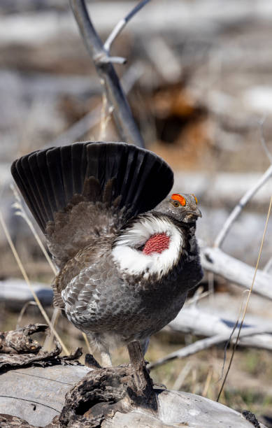 istock Male Spruce Grouse in Wyoming in Springtime 2166336680