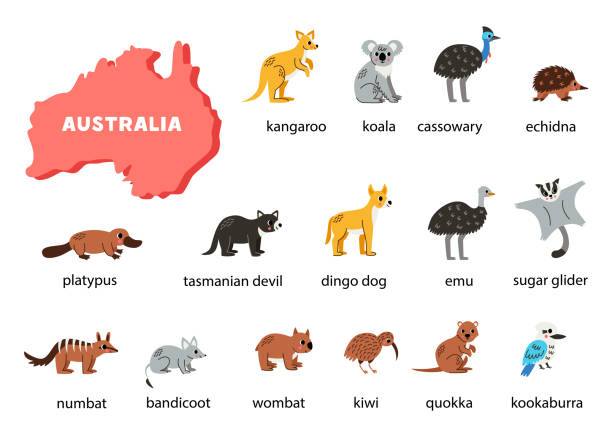 Australian animals set with names. Australia map of fauna. Cartoon Australian animals set with names and map of Australia. wombat stock illustrations
